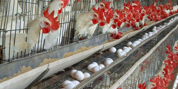 Animal Production – Poultry