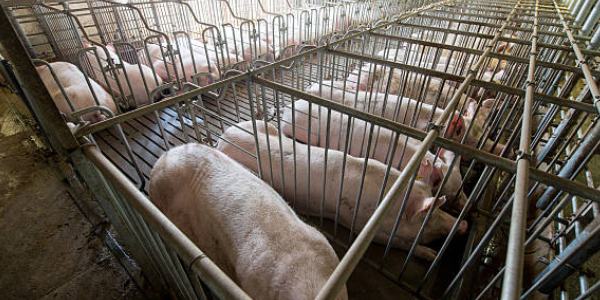 Swine Production